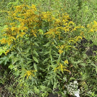 thumbnail of Sweet Goldenrod