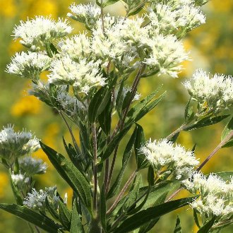 Tall Thoroughwort