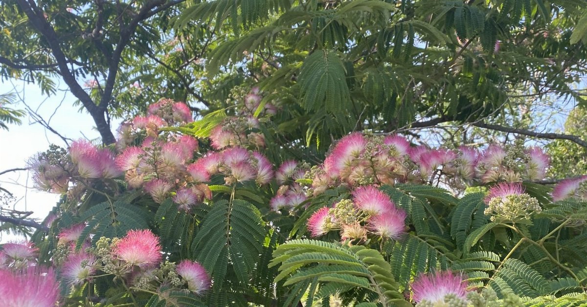 Persian Silktree