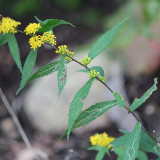 thumbnail of Blue-Stemmed Goldenrod