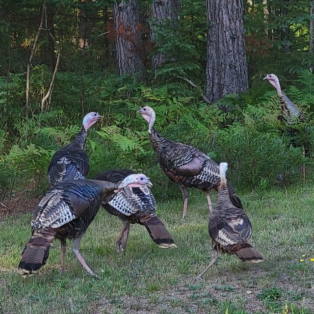six wild turkeys at a forest edge