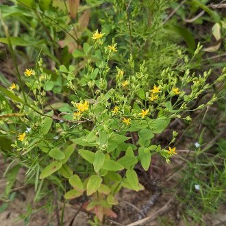 thumbnail of Dwarf St. John's Wort