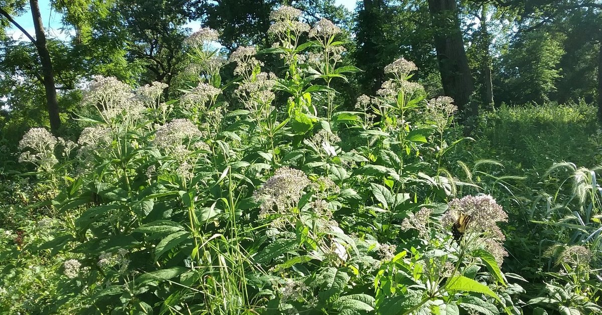 Sweetscented Joe Pye Weed (Eutrochium purpureum)