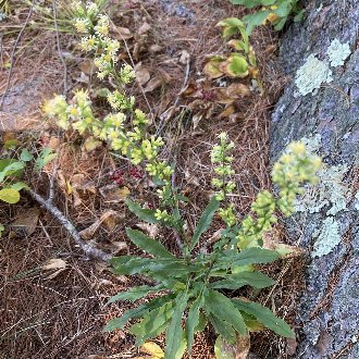 White Goldenrod