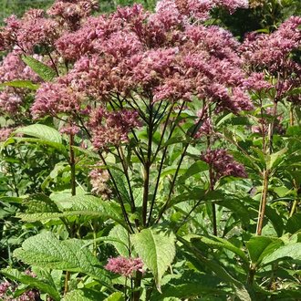 Spotted Joe Pye Weed