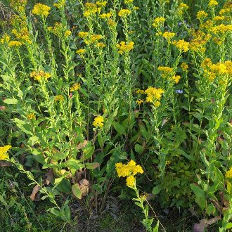 Stiff Goldenrod