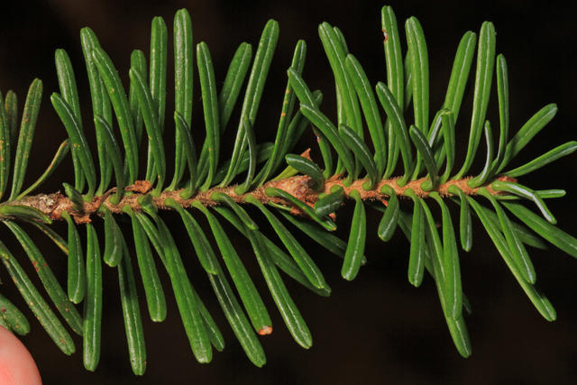 A horizontal conifer twig showing green needles with suction-cup bases, rounded tips, and a white line down the middle