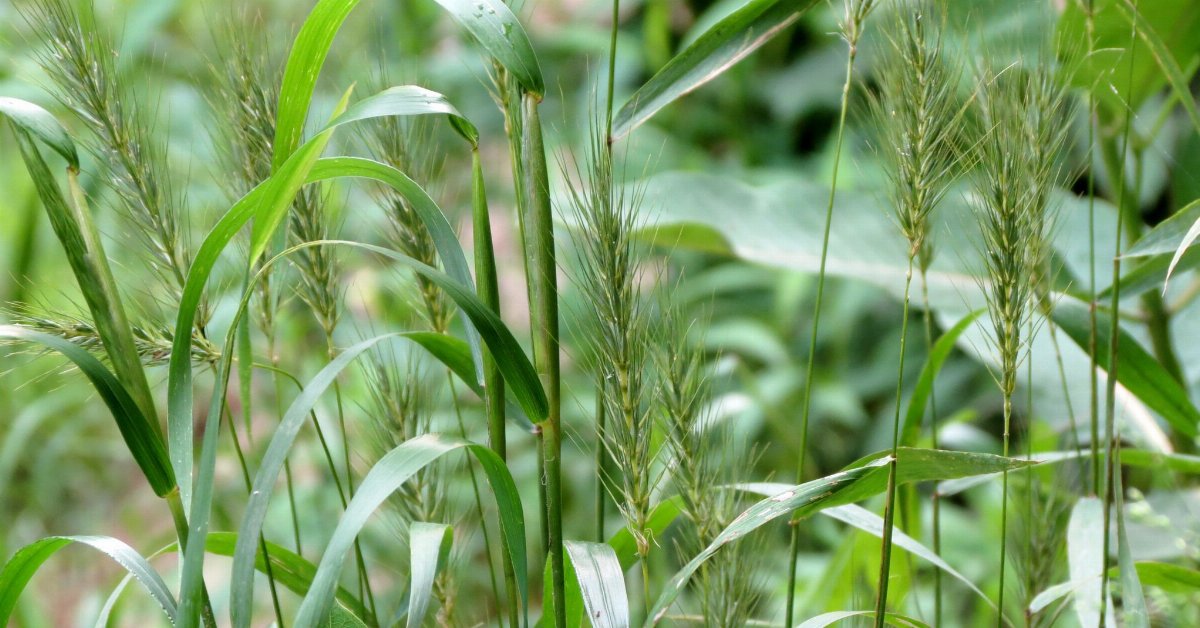 Early Wildrye (Elymus macgregorii) - bplant.org