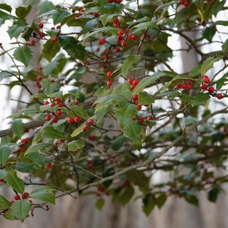 American Holly