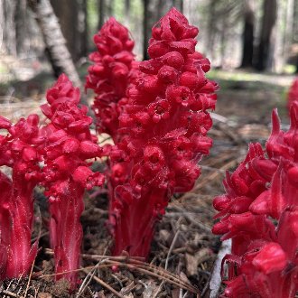 Snowplant