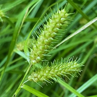 Bailey's Sedge