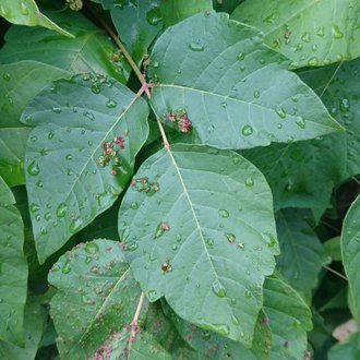 thumbnail of Eastern Poison Ivy