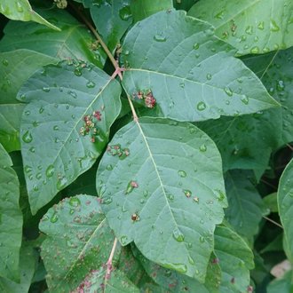 Virginia Creeper vs Boston Ivy: What's the Difference? - A-Z Animals