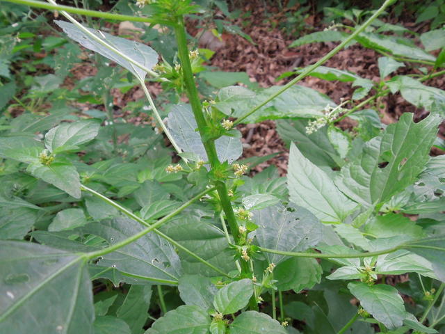 closeup of plant stem with many stems projecting out at different angles and many small bracts with tiny flowers in them