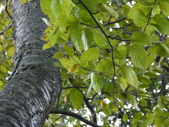 curved tree trunk, shiny grey with horizontal lines, peeling in tiny strips, and small simple leaves with prominent veins