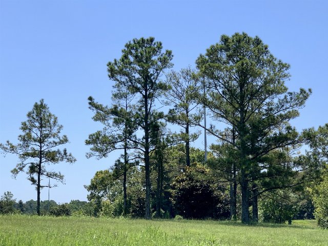 Some pine trees growing in a grassy field, the larger ones with rounded crowns, and numerous small ascending branches