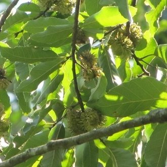 Sawtooth Oak