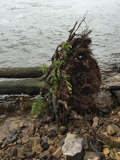 uprooted tree with two trunks lying horizontally, roots exposed, right at water's edge