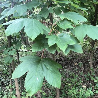 thumbnail of Sycamore Maple