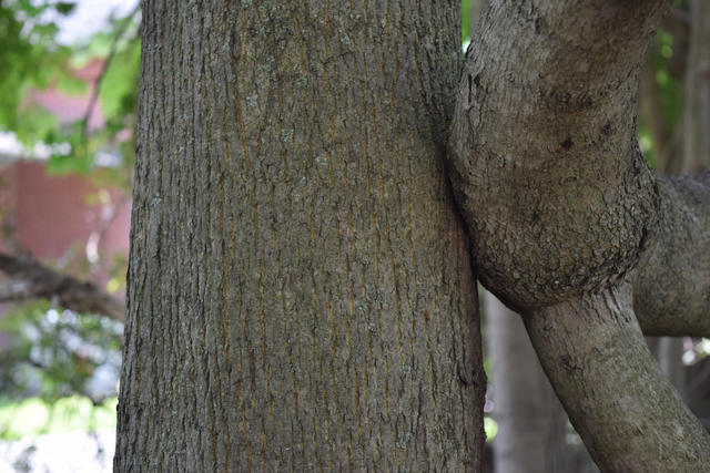 closeup of a tree trunk with relatively smooth, dark grey bark with very fine vertical ridges