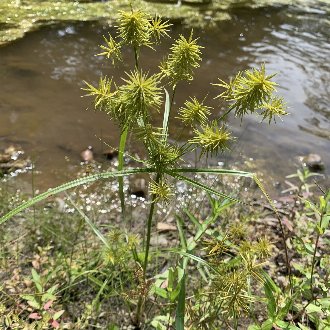 thumbnail of Straw-Colored Flatsedge