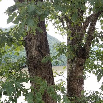 Chinquapin Oak Quercus Muehlenbergii Bplant Org