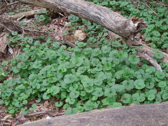 plants with small rounded-kidney-shaped leaves blanketing the ground, amongst pieces of fallen wood