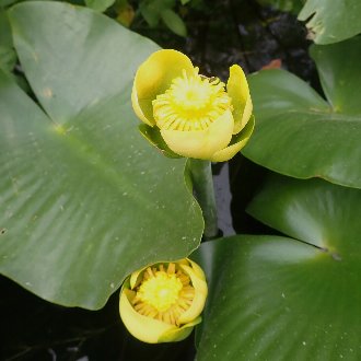 Spatterdock