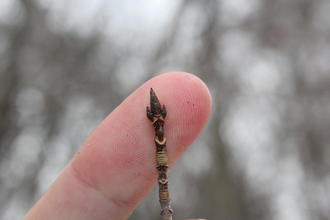 terminal leaf bud held up against a finger, bud dark brown and sharply pointed, with many small overlapping scales