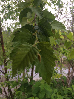 leaves on a hanging twig, deeply and doubly serrated, with prominent veins, in front of a lightly-wooded river
