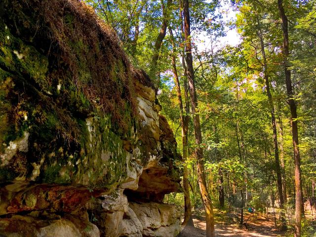 A steep rock face on the left, and open deciduous forest on the right.