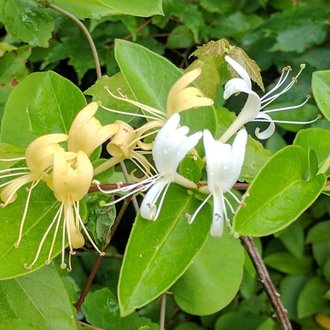 Japanese Honeysuckle