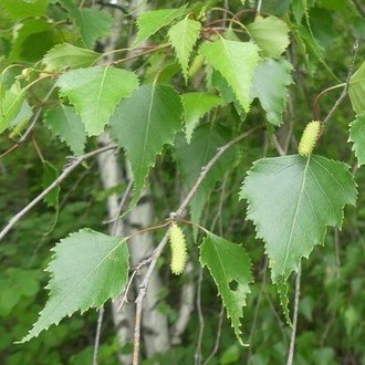 Gray Birch