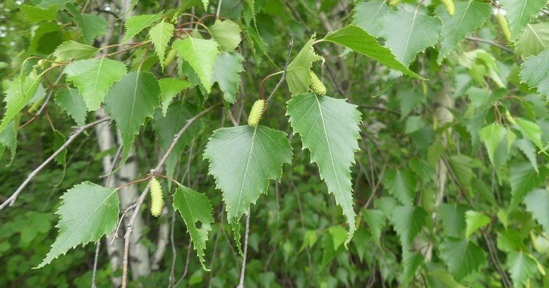 Paper birch, Tree, Leaf, Bark, Scientific Name, & Facts