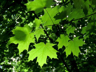 maple leaves illuminated bright green, viewed from underneath, sun shining through from above, against a dark background