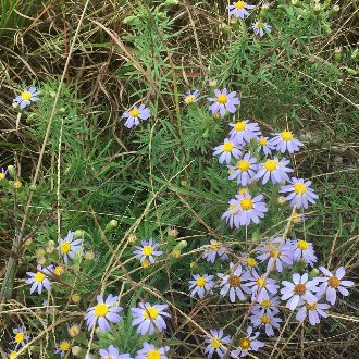 Flax-leaved Stiff-aster