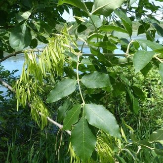 fraxinus uhdei leaf