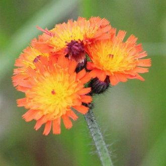 Fox-and-Cubs