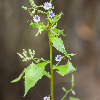 thumbnail of Woodland Lettuce