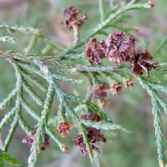 chamaecyparis thyoides bark