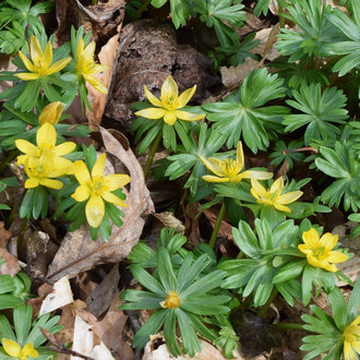 Winter Aconite