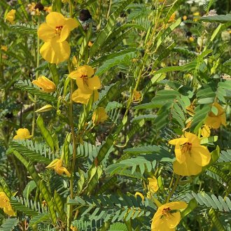 thumbnail of Partridge Pea