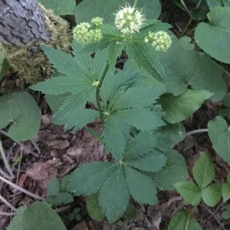 thumbnail of Maryland Sanicle