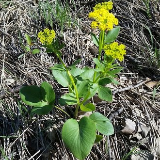 Heart-Leaf Golden Alexander