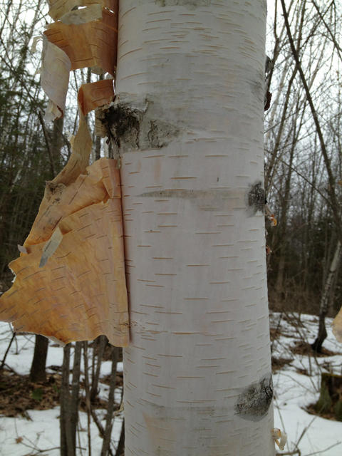trunk with bright white bark and fine horizontal lines, peeling to show pale orange underside, in a snowy forest landscape