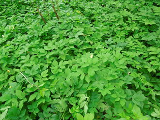 extensive groundcover of a plant with doubly compound leaves, no other plants visible