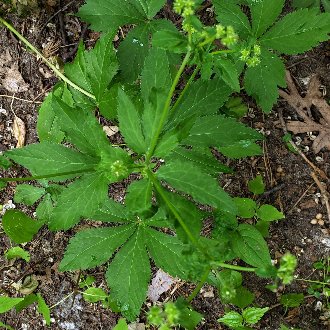 thumbnail of Canadian Blacksnakeroot