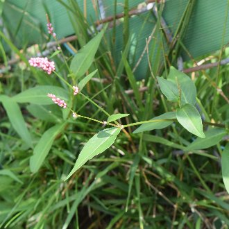 Low Smartweed