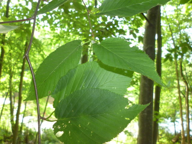 tree leaves with numerous well-defined veins and finely-serrated edges, in a lush forest opening up to sun behind