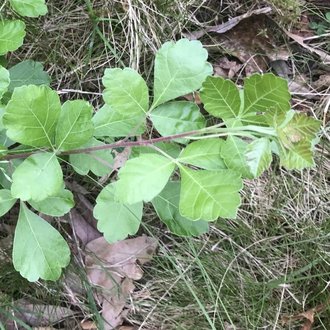 thumbnail of Fragrant Sumac